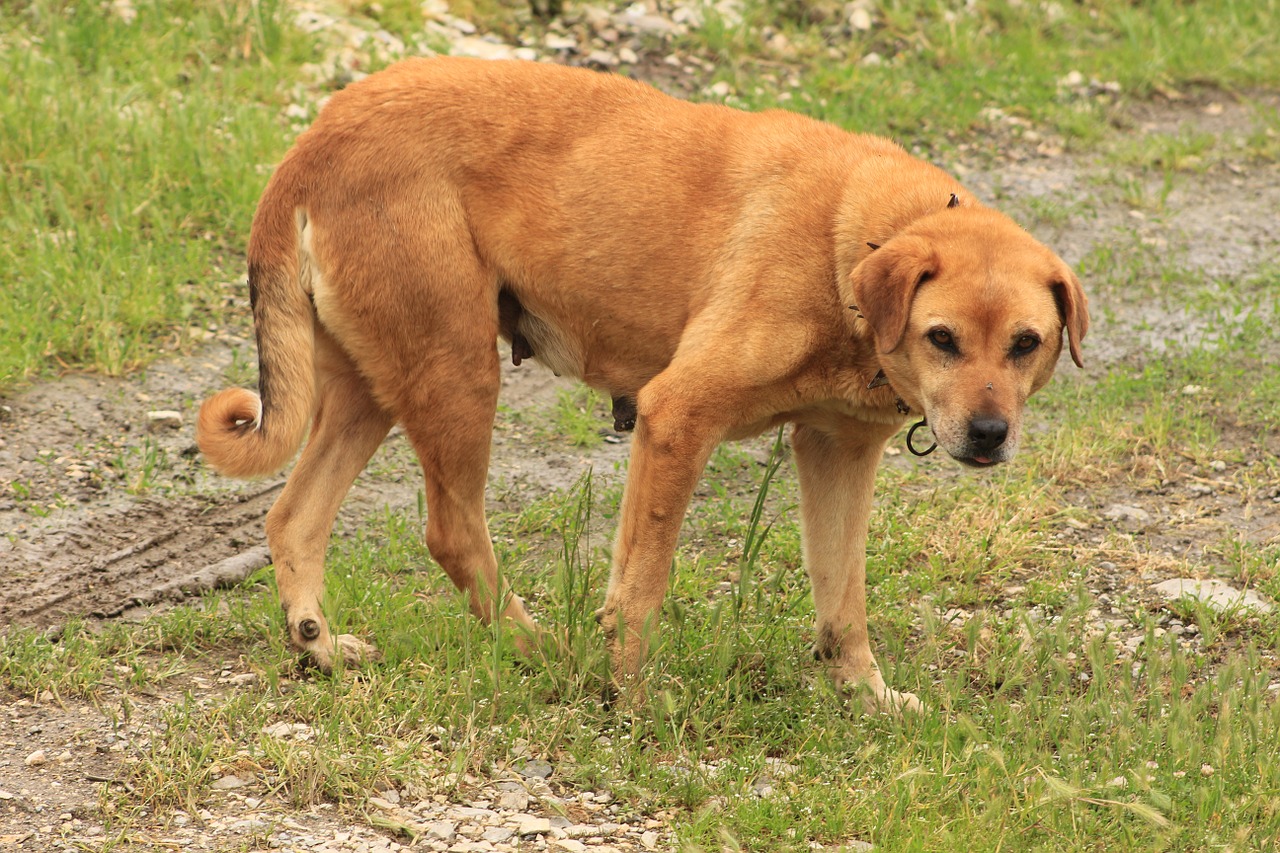 dog nature shepherd dog free photo