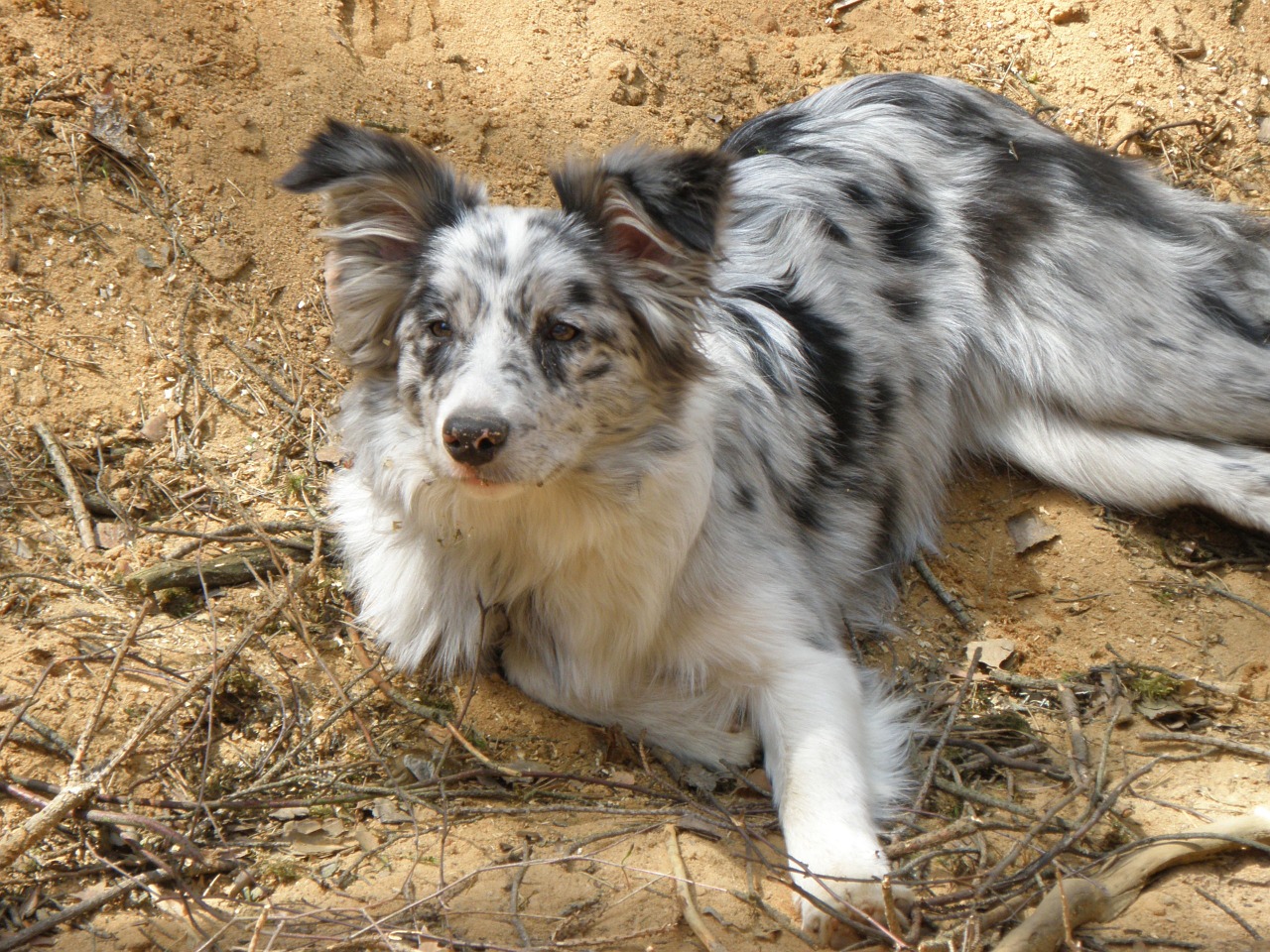 dog merle blue merle free photo