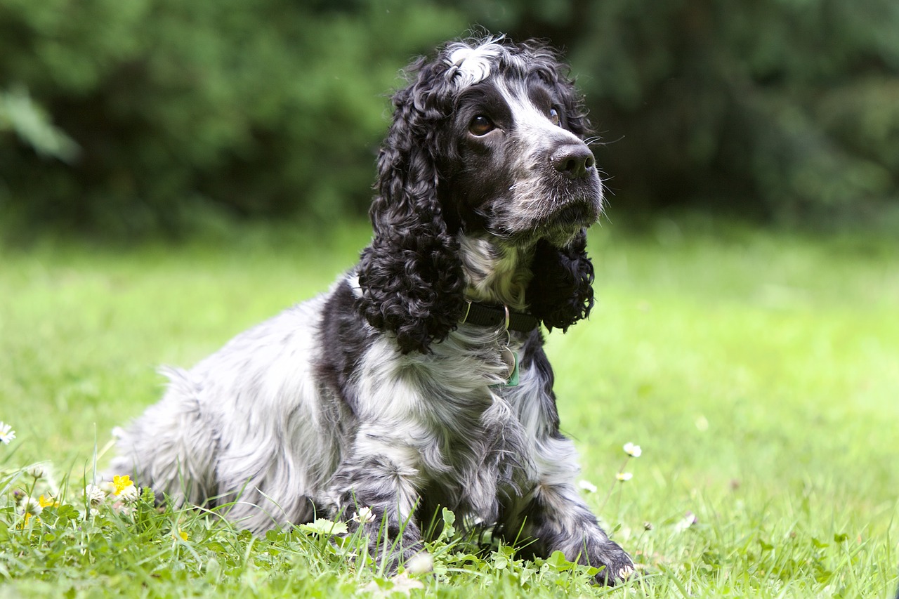 dog cocker spaniel canine free photo