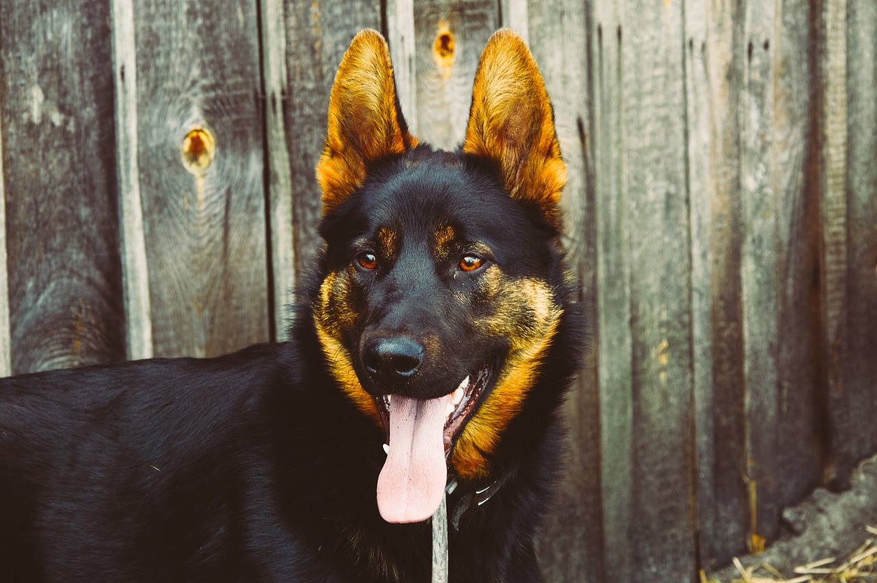 dog canine german shepherd free photo