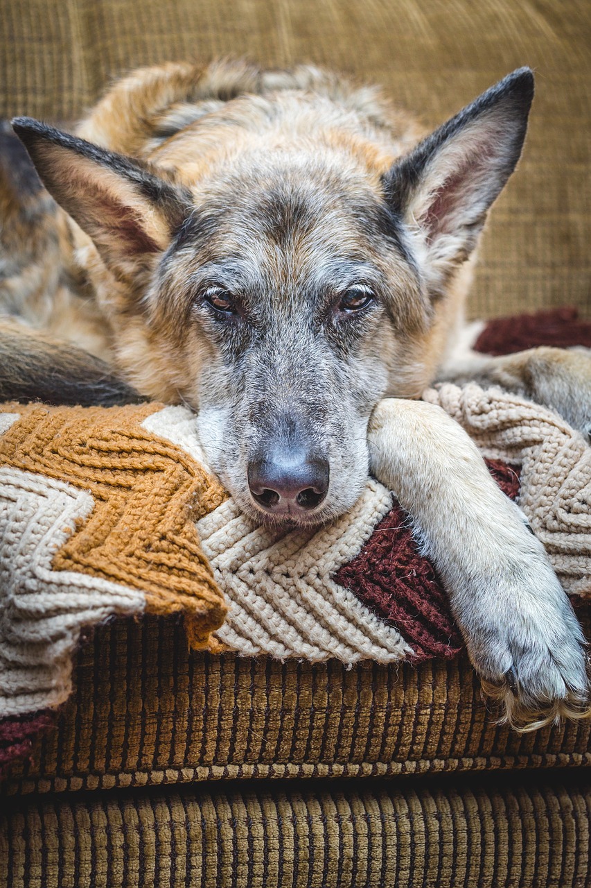 dog german shepherd canine free photo