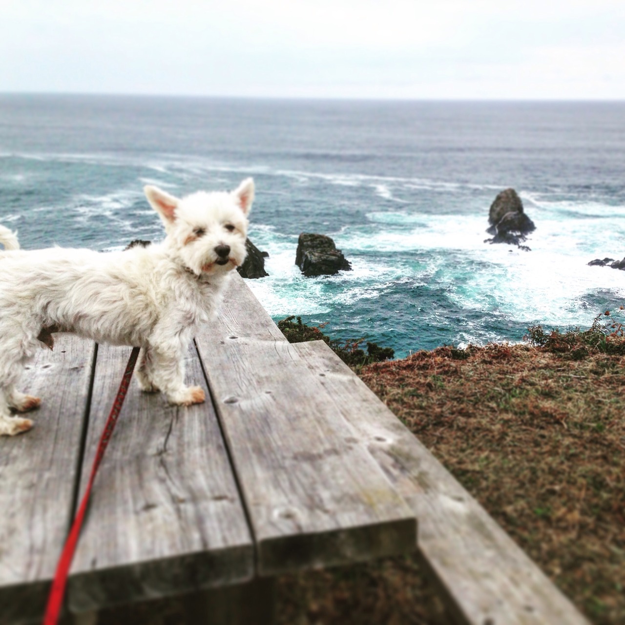 dog sea bank more beautiful in the world free photo