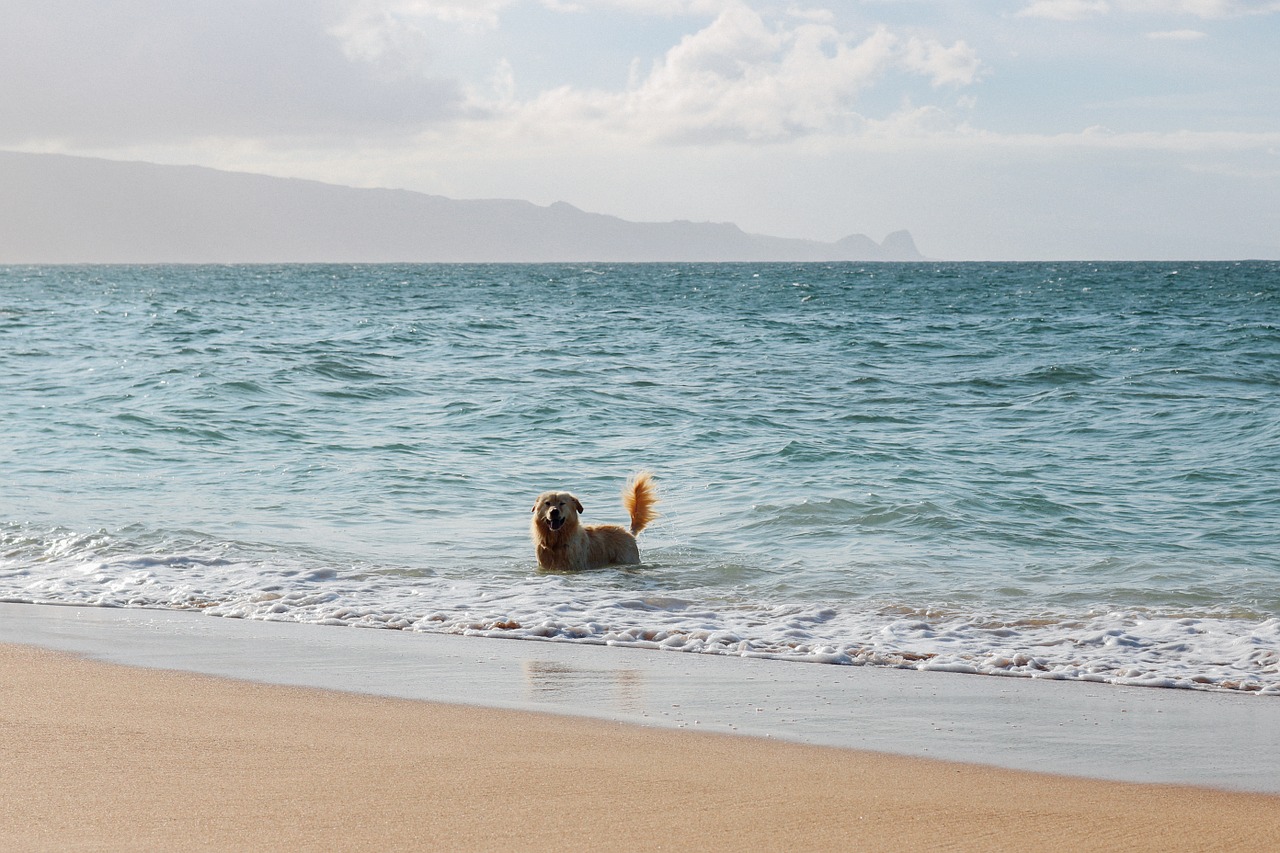 dog beach swim free photo