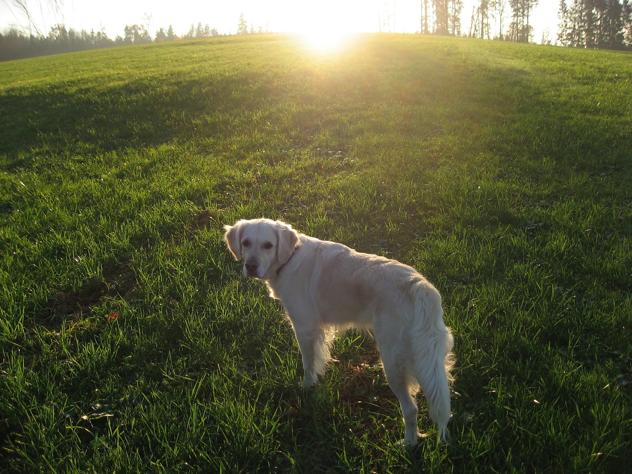 dog sun animal free photo