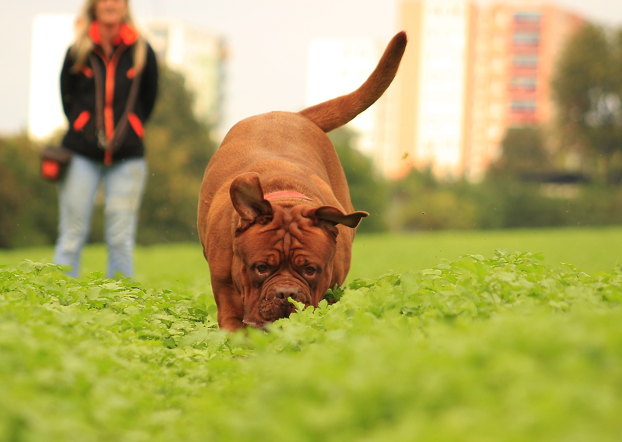 dog mastiffs bordeaux free photo