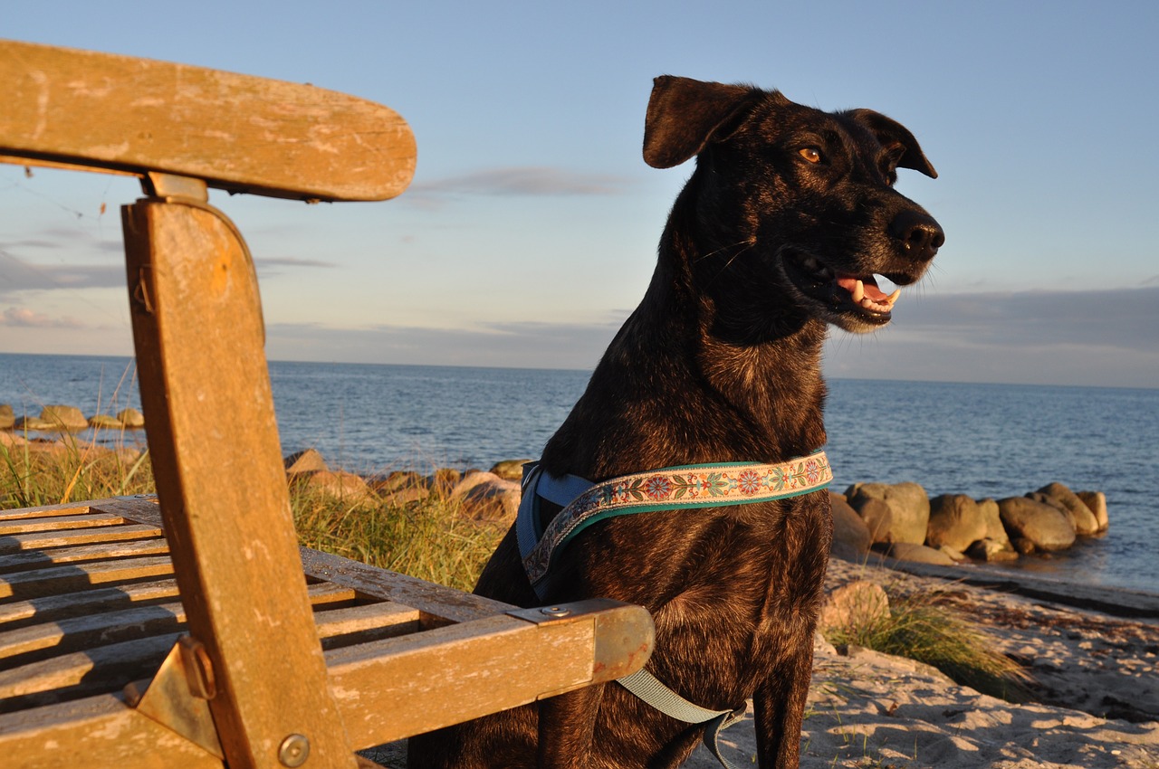 dog beach animal free photo