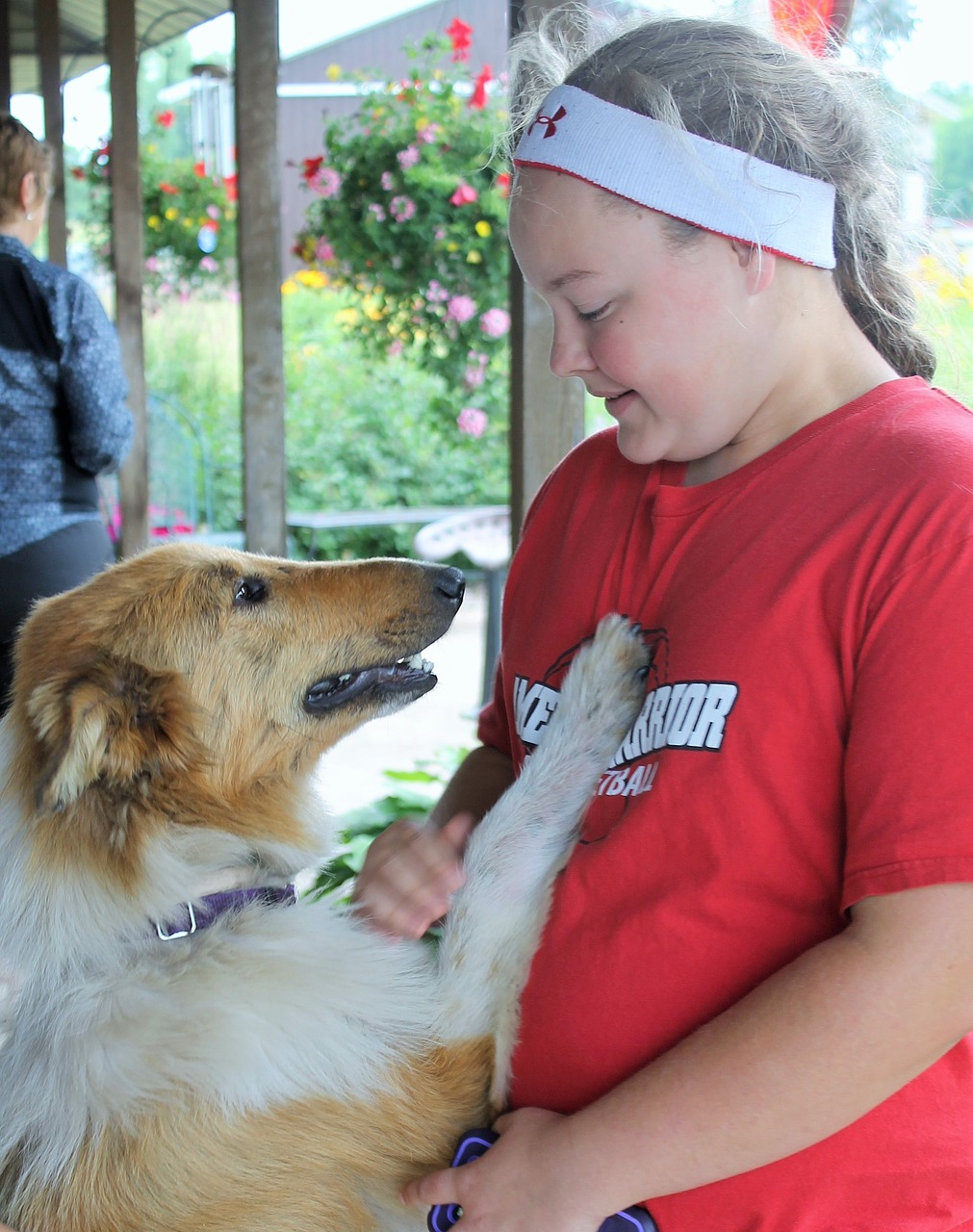 dog collie lassie free photo