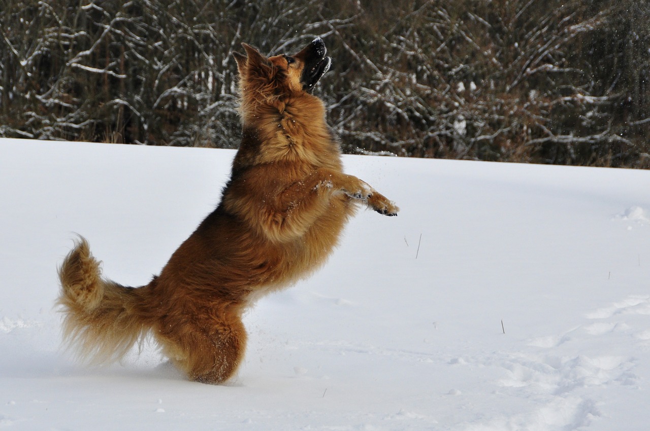 dog play jump free photo