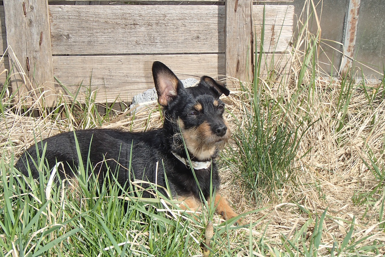 dog outdoors animal free photo