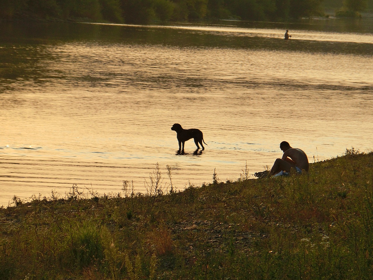 dog river water free photo