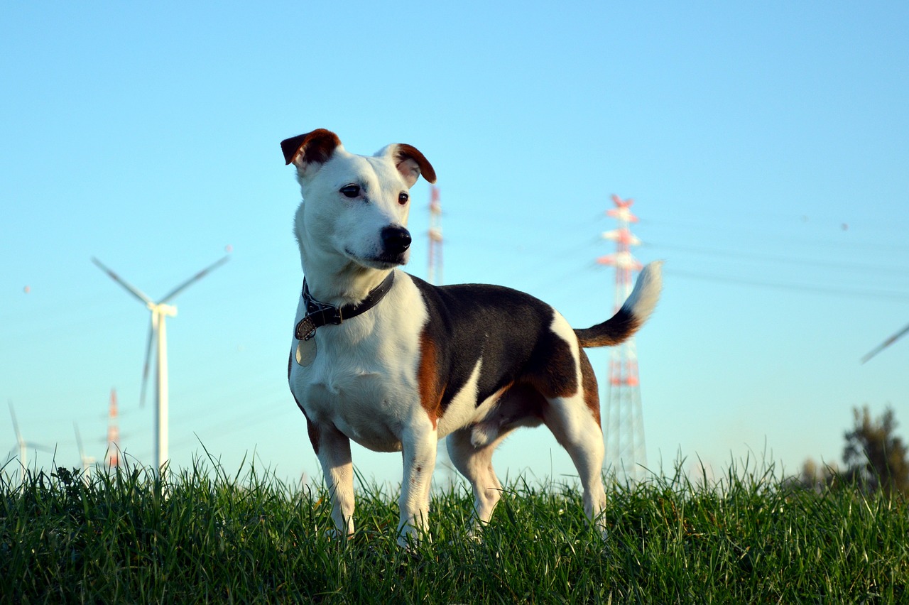 dog jack russel terrier free photo