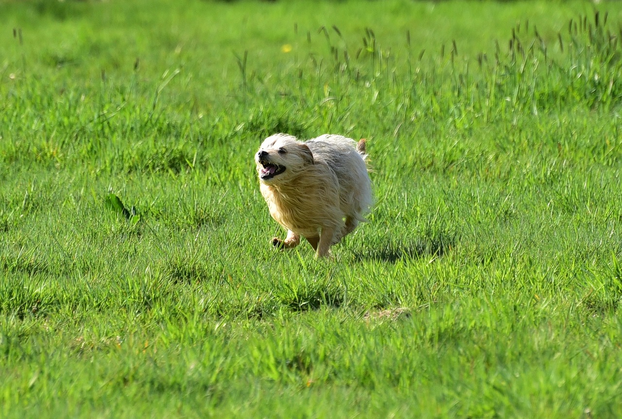 dog run pasture free photo