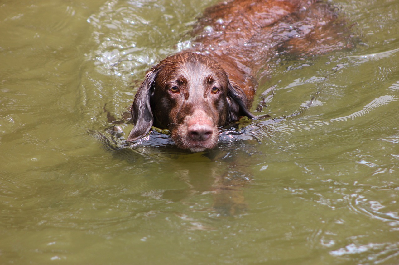 dog swimming lake free photo