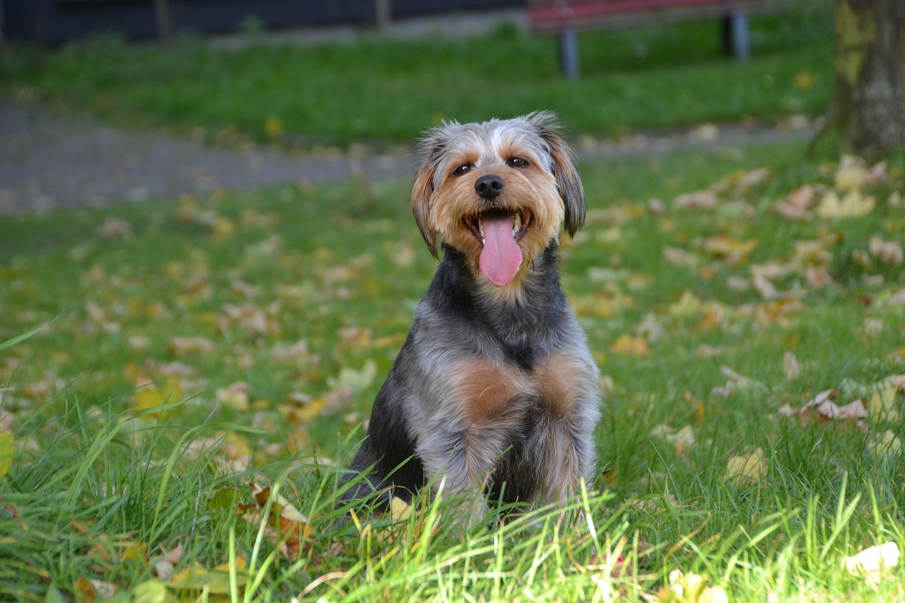 dog mongrel dachshund yorkshire animal free photo