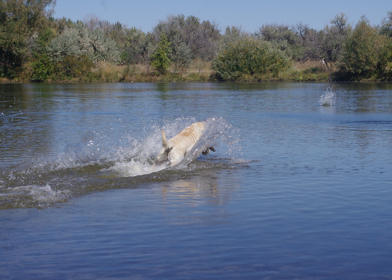 dog lake fetch free photo