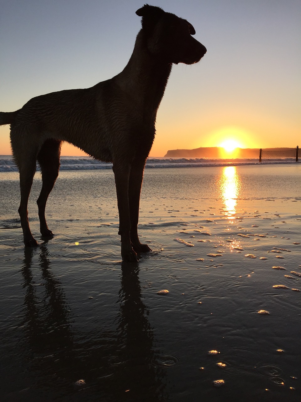 dog coastline sunset free photo