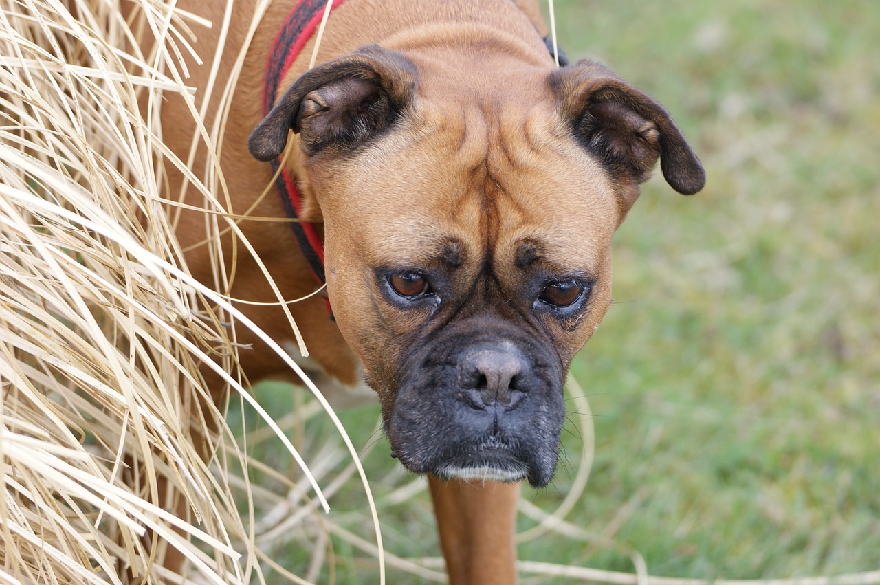 dog boxer autumn free photo