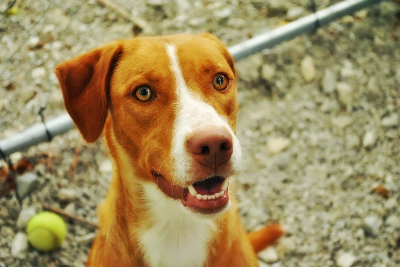 dog tennis ball pet free photo