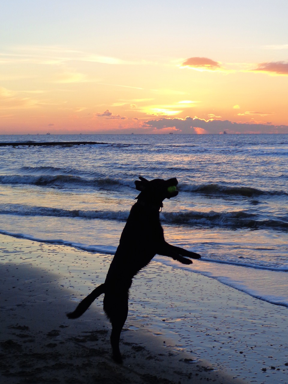 sunset sea dog free photo