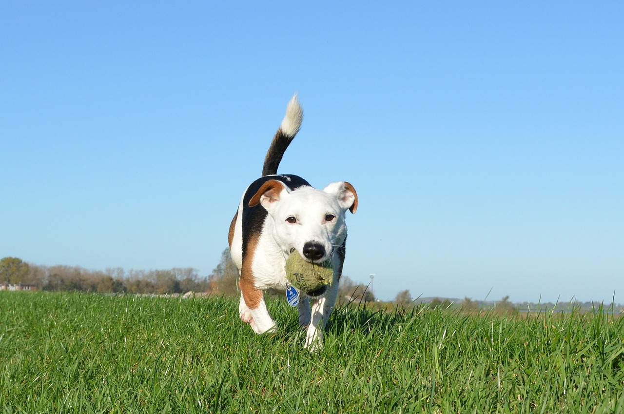 dog terrier jack russel free photo