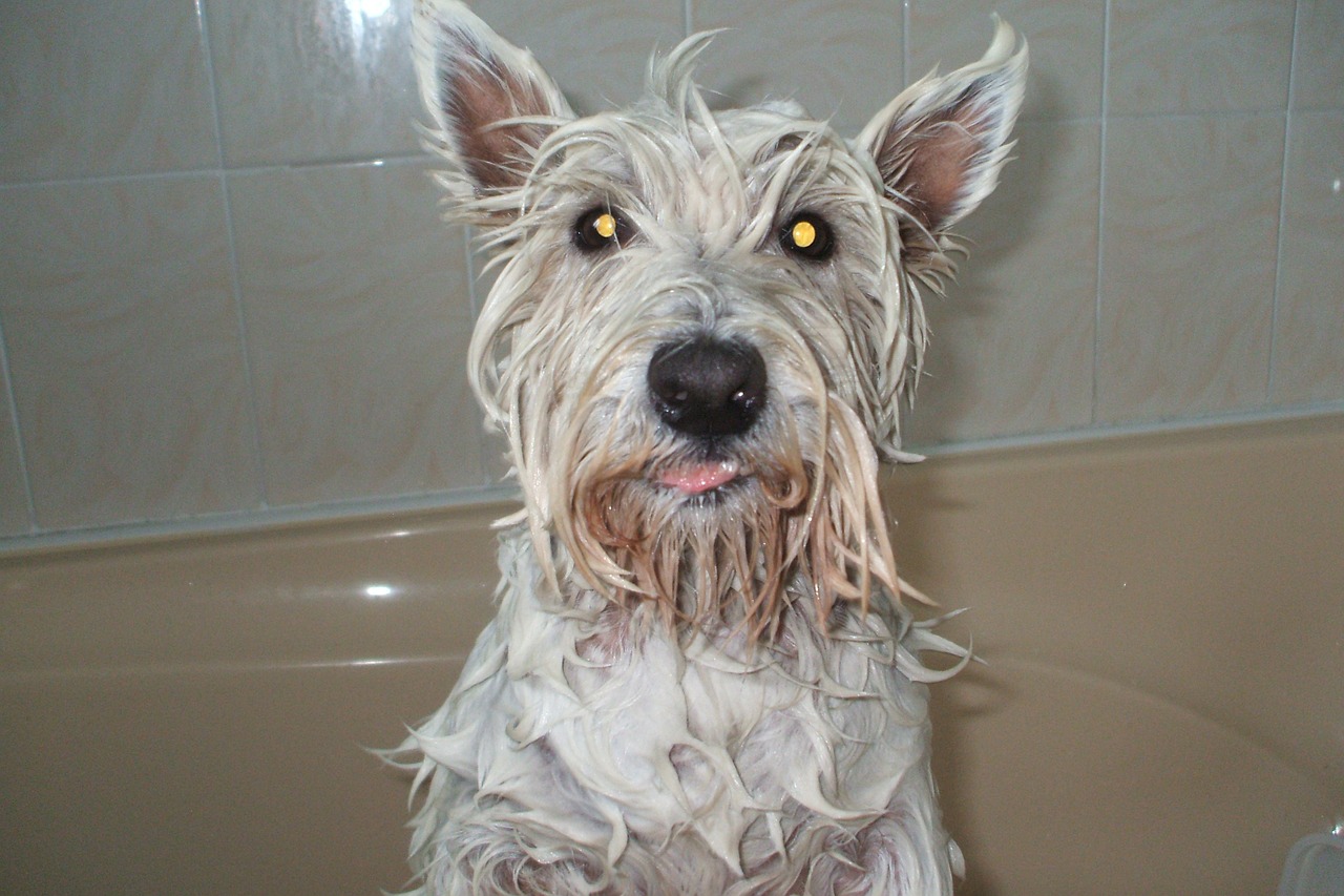 dog pet wet free photo