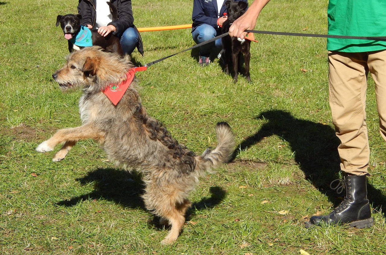 dog show dogs parade free photo