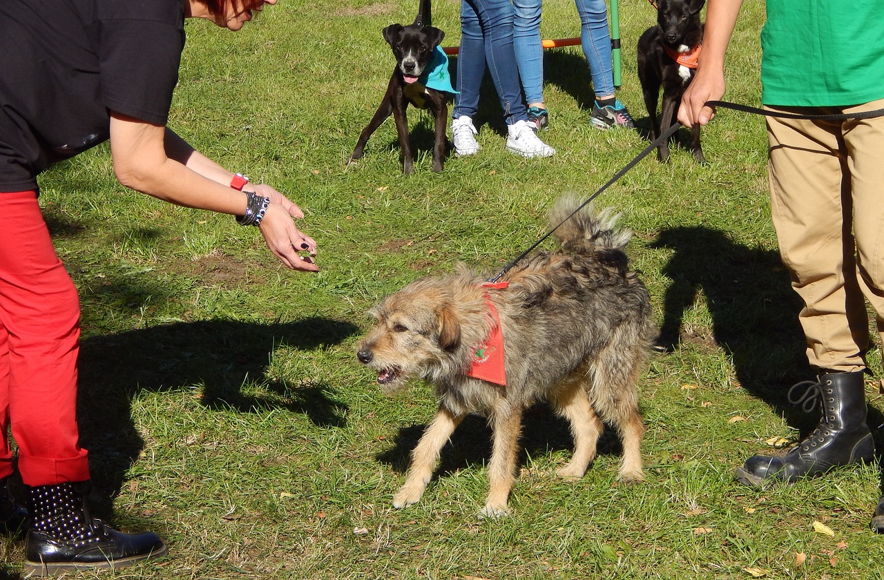 dog show dogs parade free photo