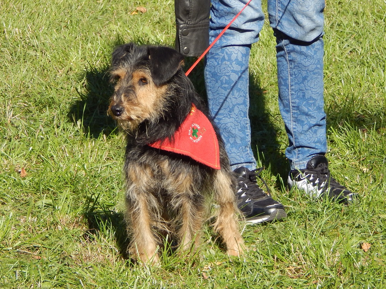 dog show dogs parade free photo