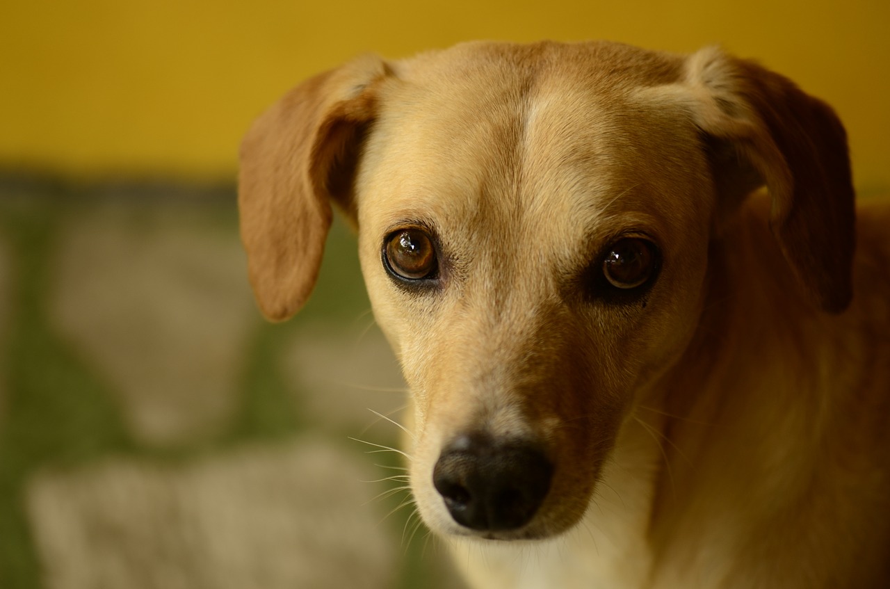 dog posing half shadow free photo