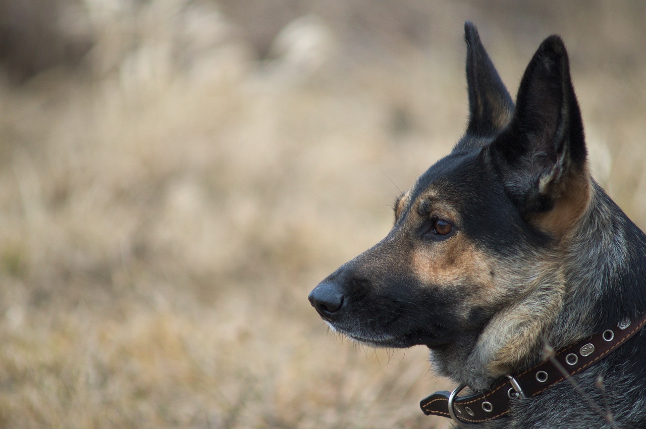 dog shepherd man's best friend free photo