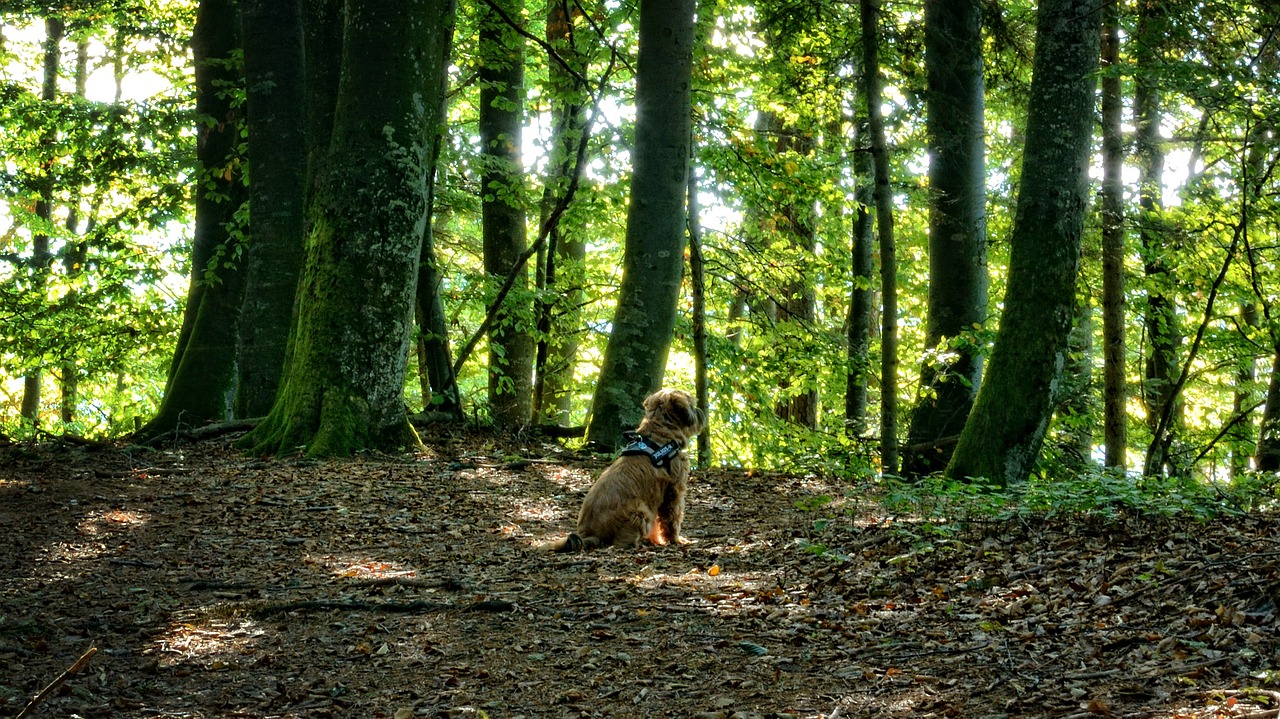 dog animal forest free photo