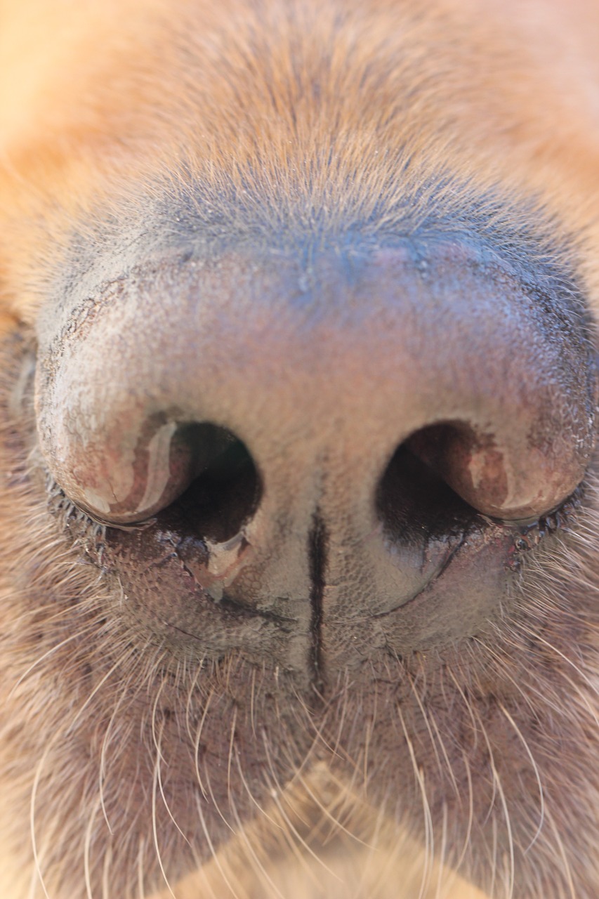 dog nose dog nose free photo