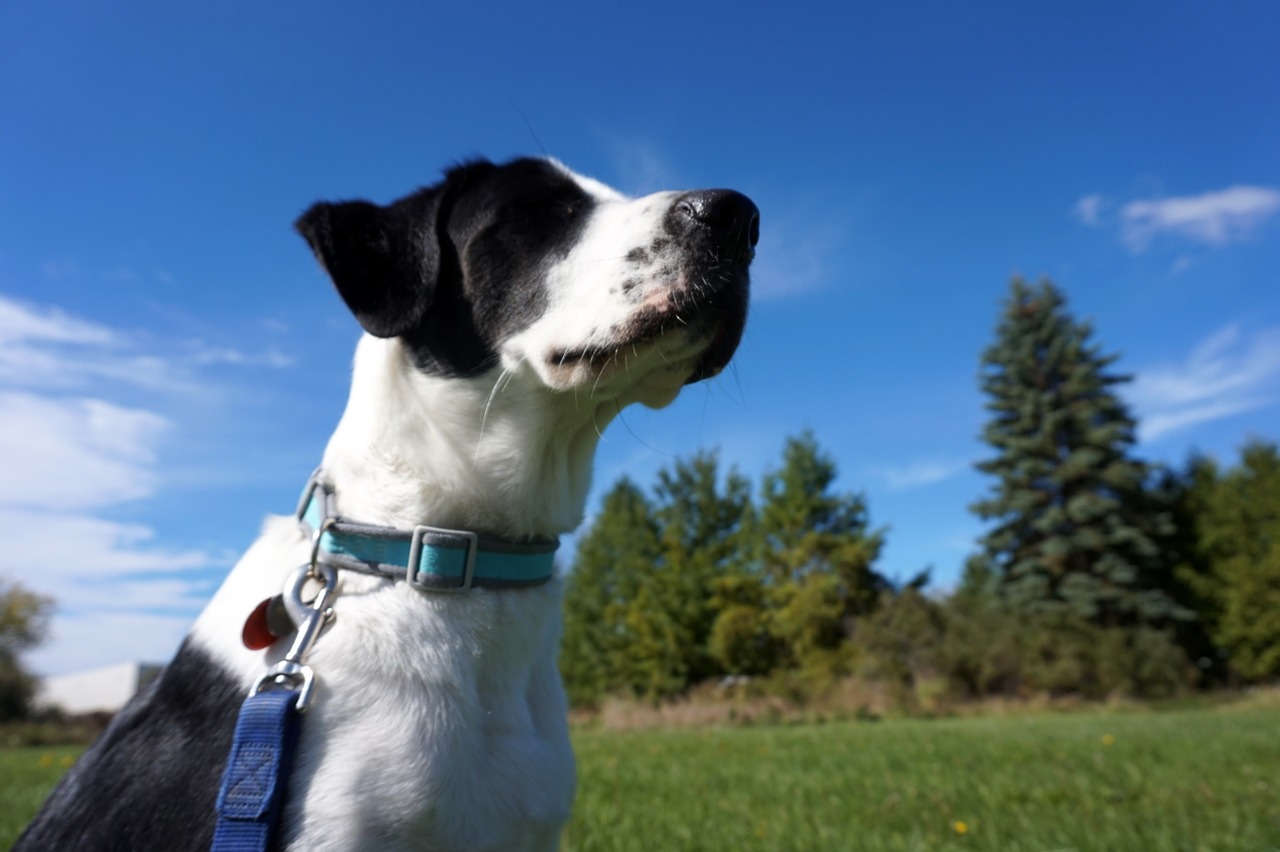 dog fall outside free photo