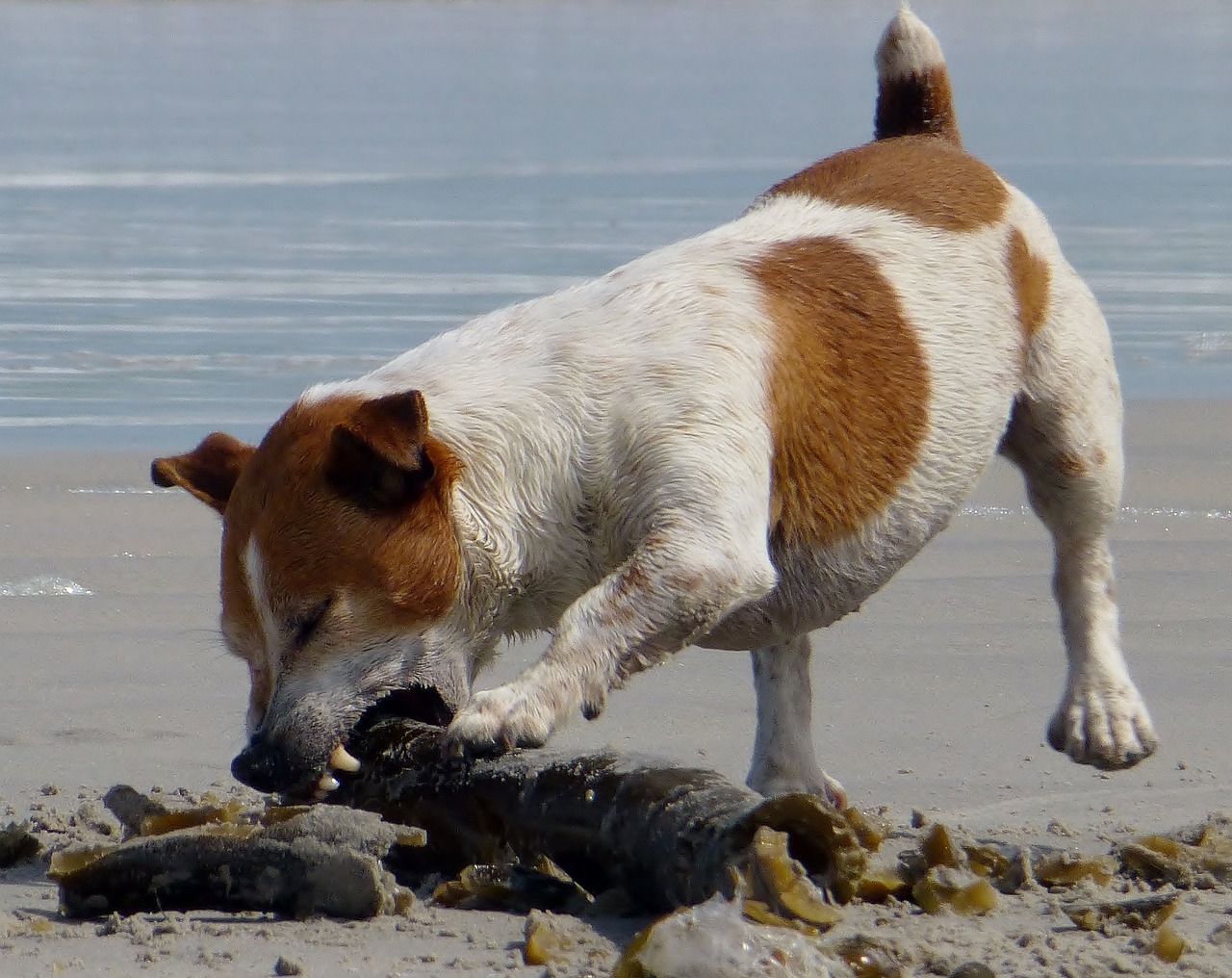 dog play beach free photo