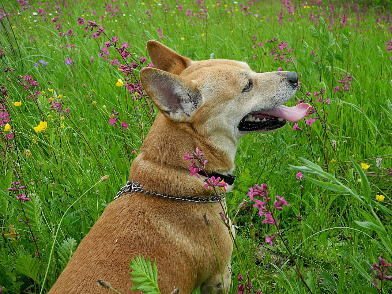 dog man's best friend redhead free photo