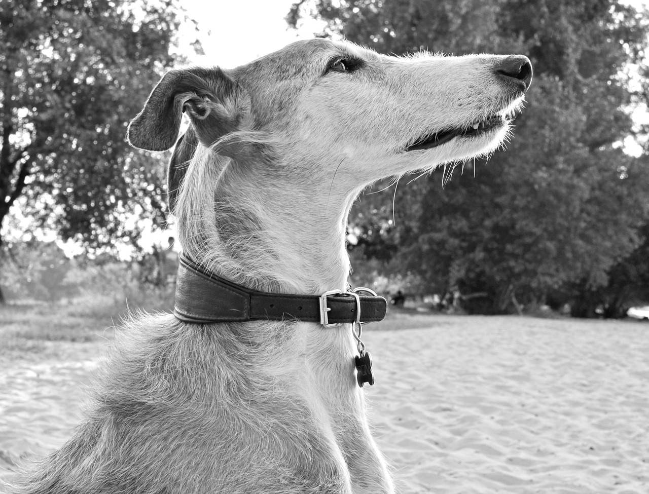 dog animal greyhound free photo