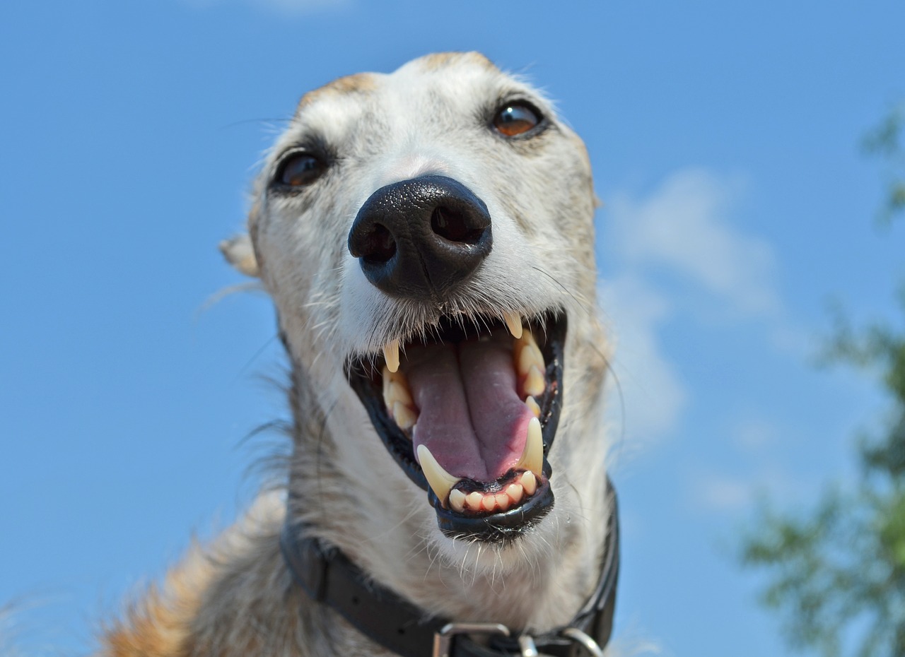 dog animal greyhound free photo