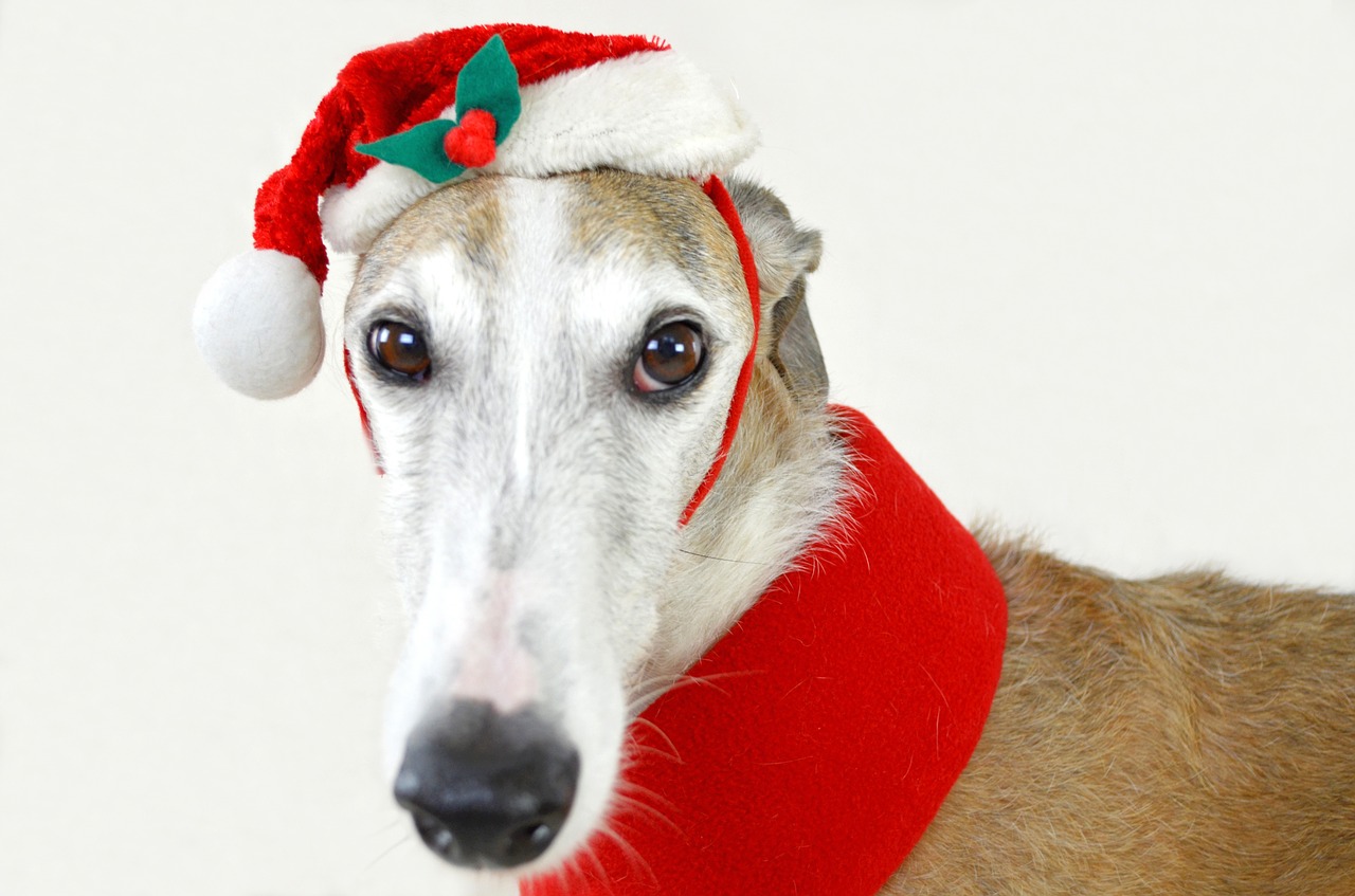 dog animal greyhound free photo