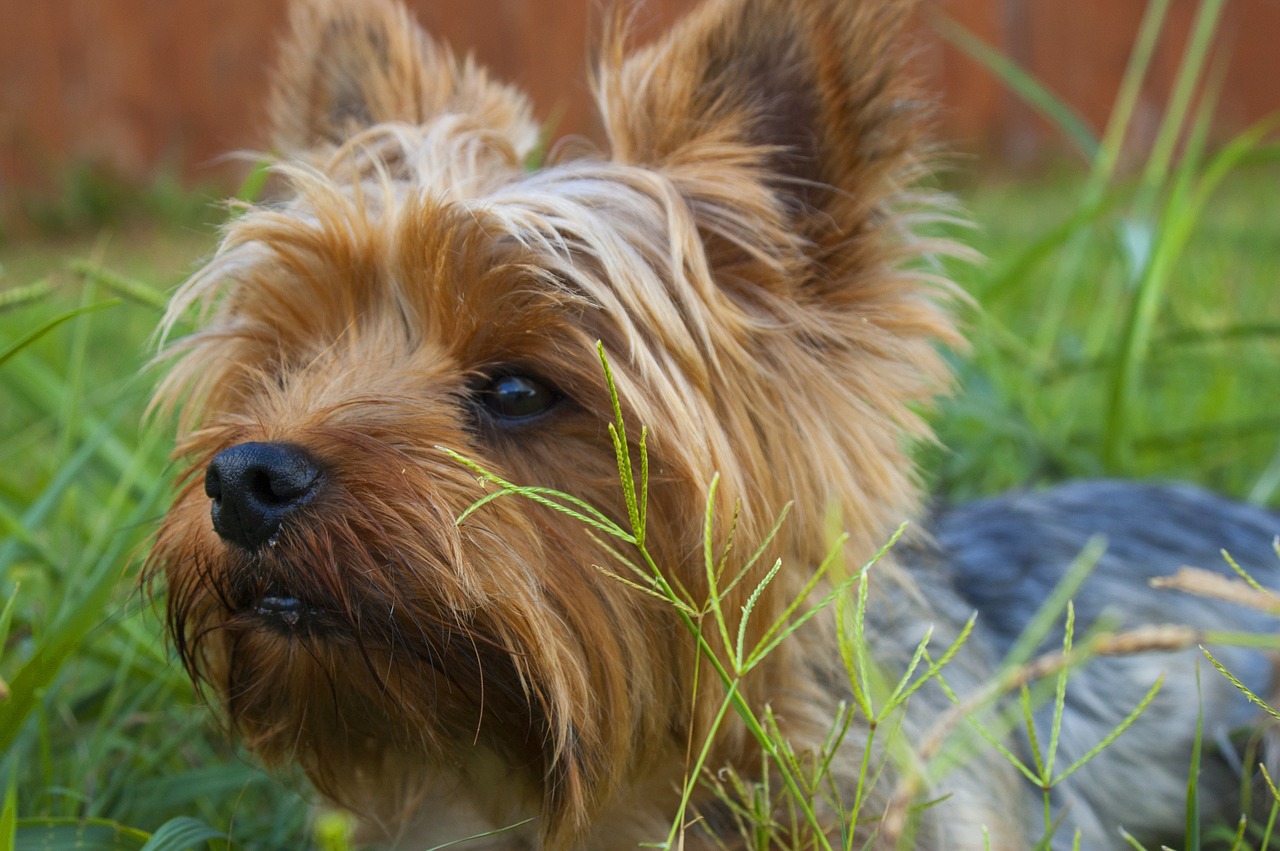 dog canine terrier free photo