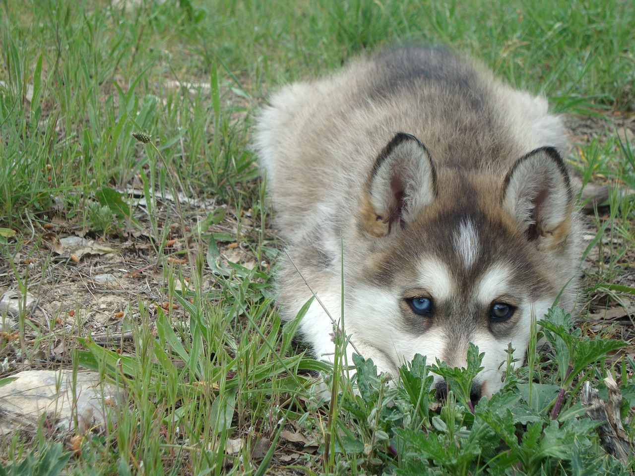 dog husky pet free photo