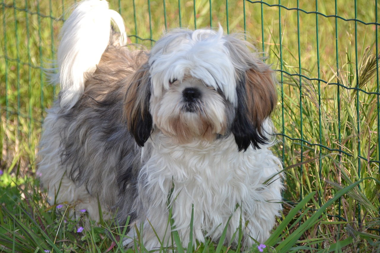 shih tzu animals petit free photo