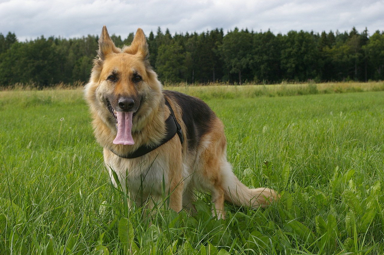 dog german shepherd tired free photo