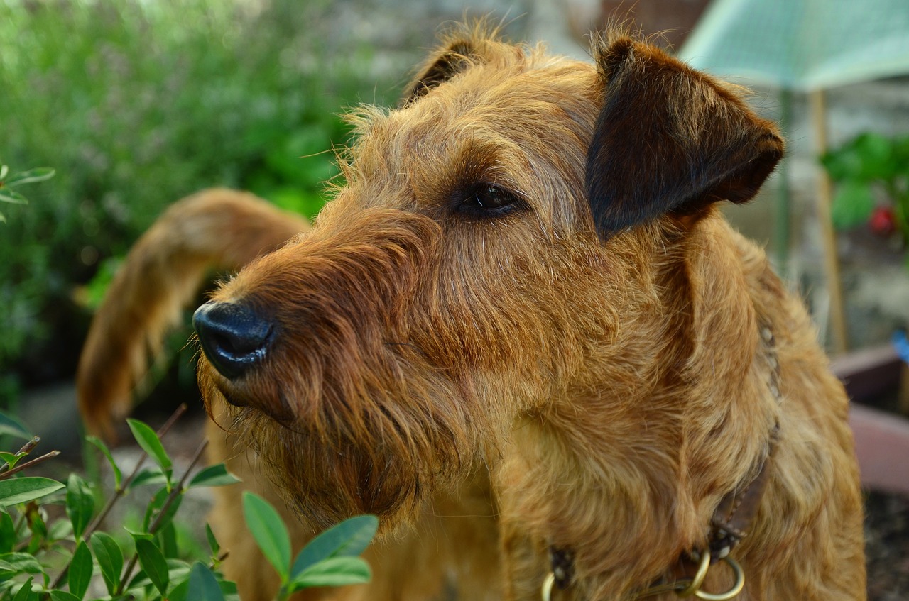 dog irish terrier hundeportrait free photo