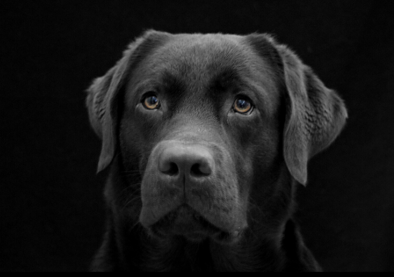 dog the most obvious labrador free photo