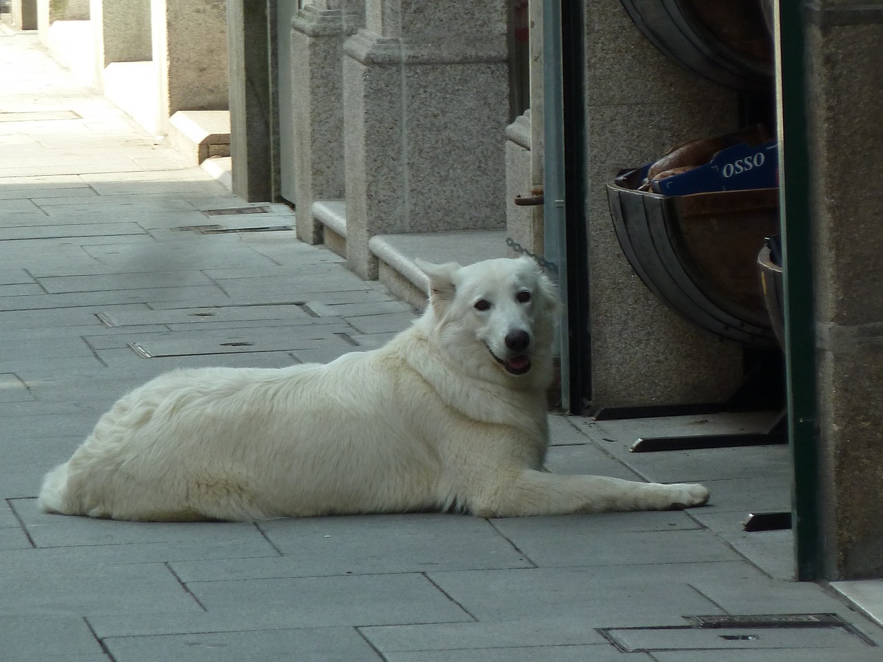 dog dog lying street free photo