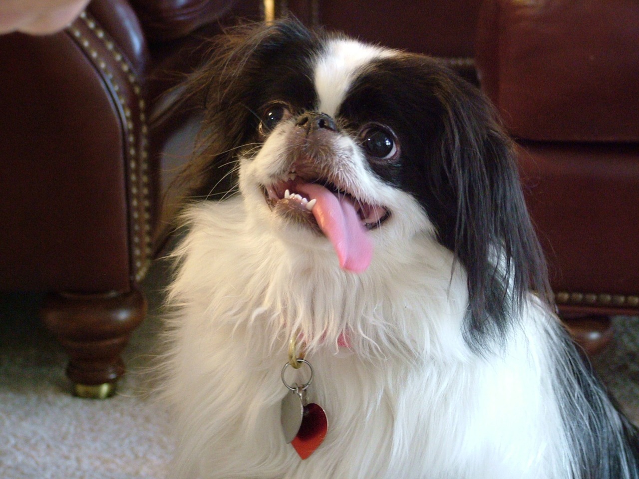 dog japanese chin tongue free photo