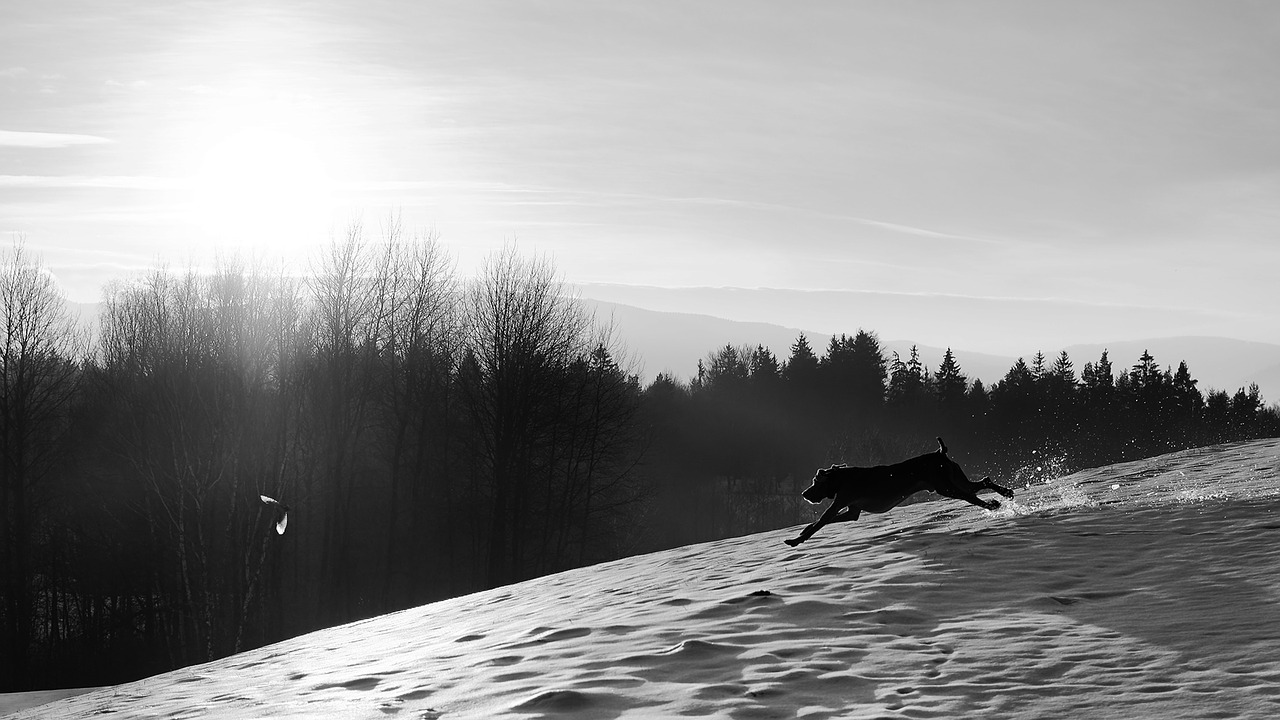 dog and bird running dog weimaraner free photo