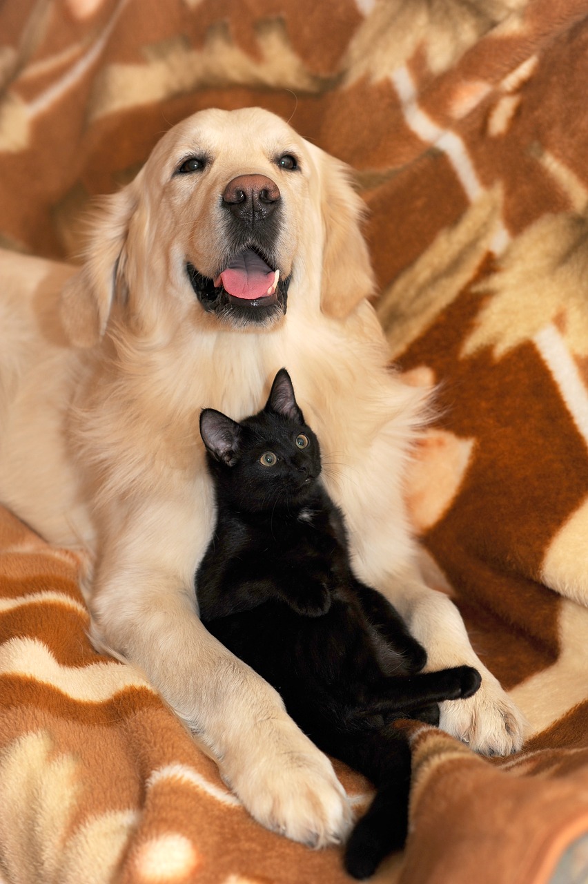 dog and cat ritriver and the cat golden ritriver and vorderman dark free photo