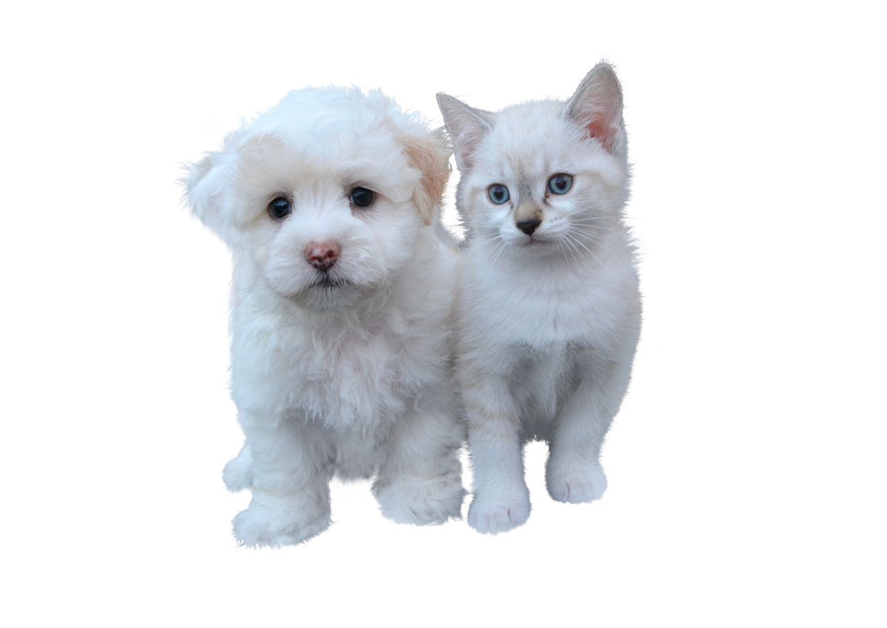 dog and cat free  pet  cat free photo