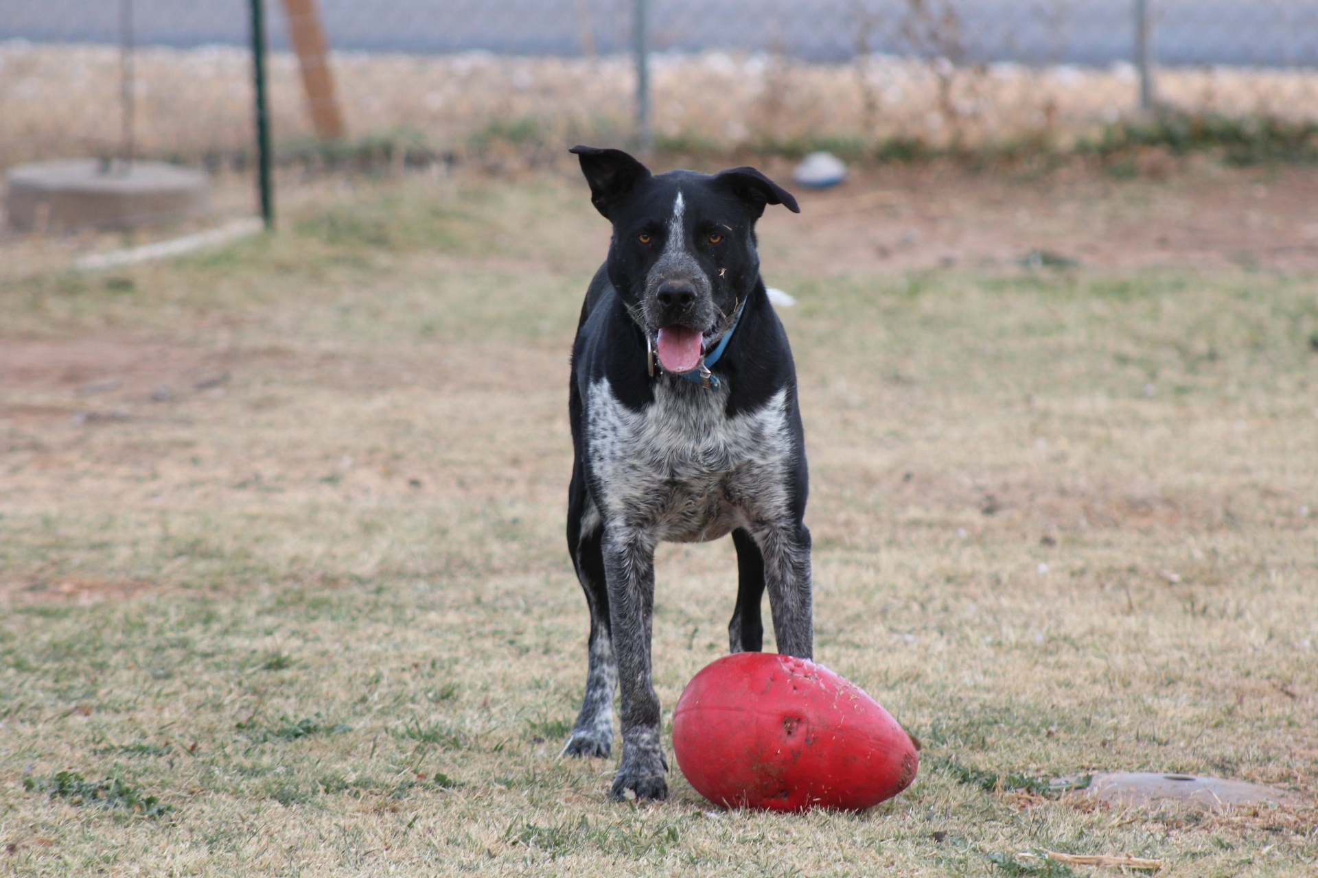 dog ball chase free photo